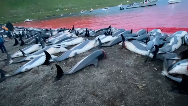 Андрей Нагибин: Произошедшее на Фарерских островах — чудовищное варварство