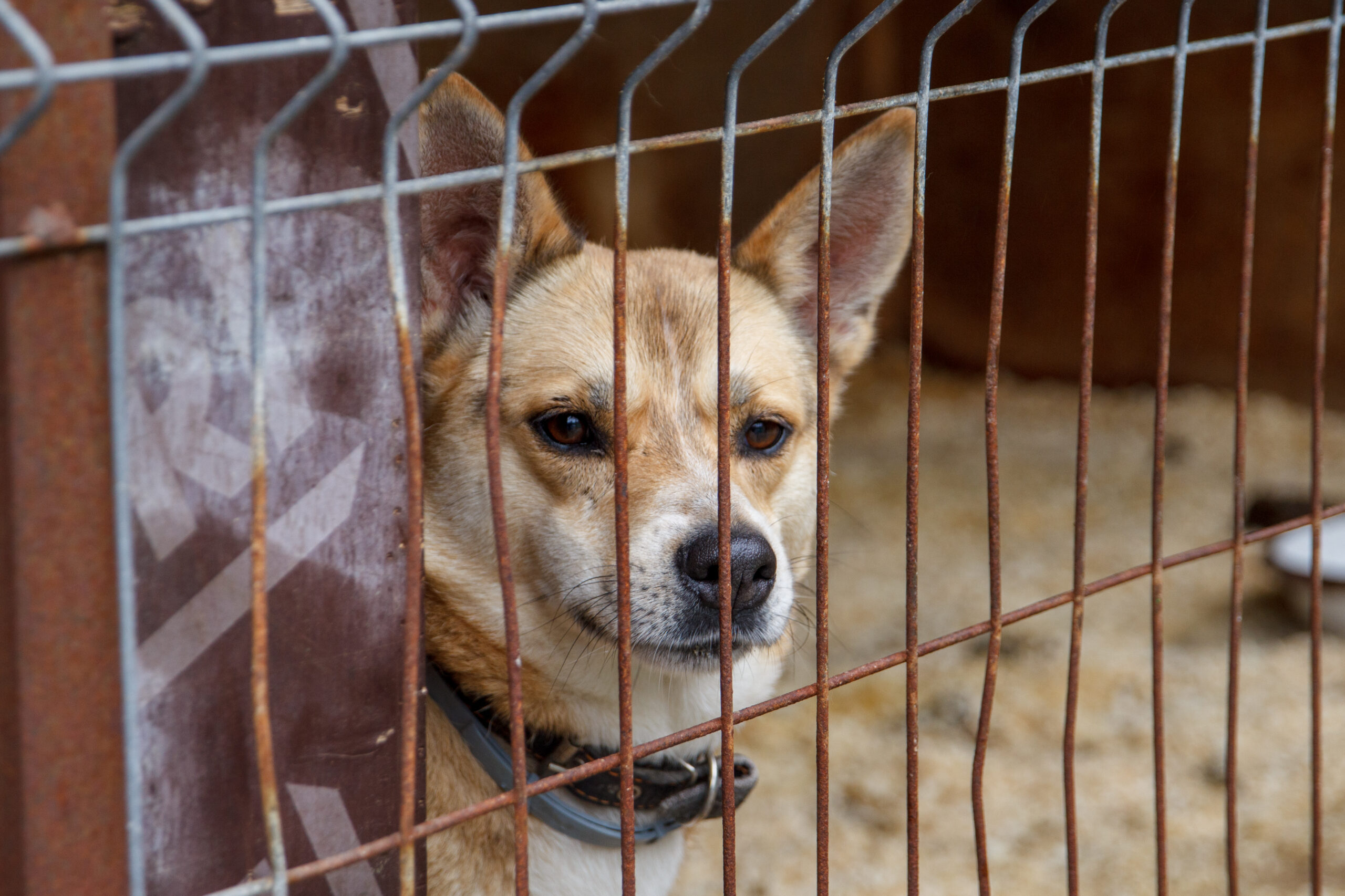 На «Зелёную субботу» жители Подмосковья принесли больше 100 кг корма для животных и даже ванну для ящерицы На «Зелёную субботу» жители Подмосковья принесли больше 100 кг корма для животных и даже ванну для ящерицы