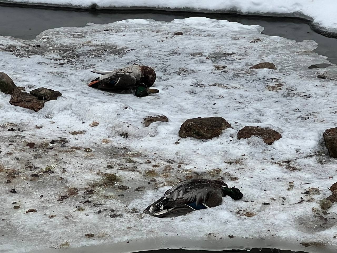 Питерские «ЗЕЛЁНЫЕ» обратились в прокуратуру с требованием остановить экологическую катастрофу, угрожающую Петергофу