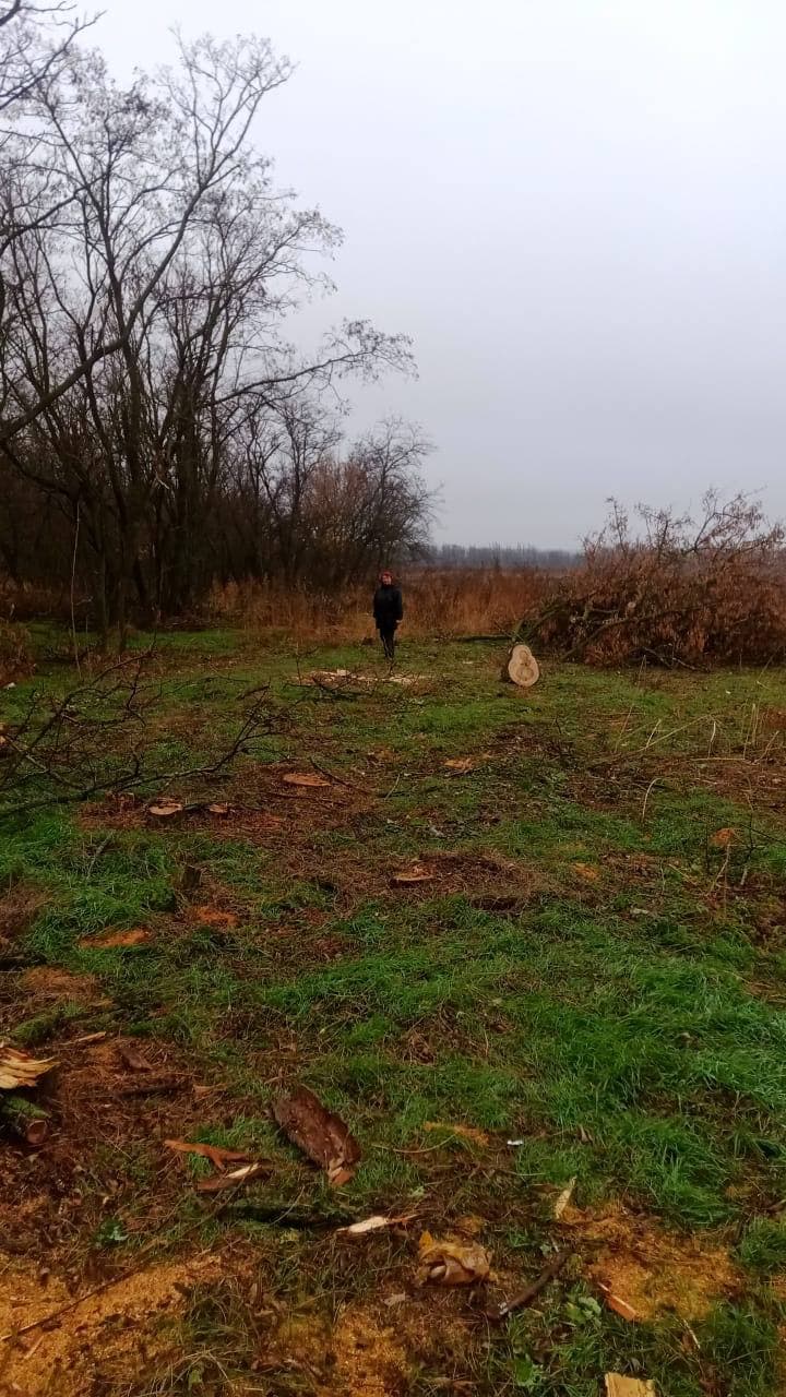 Ростовские «ЗЕЛЁНЫЕ» провели рейд в лесополосе посёлка Южный по факту вырубки деревьев Ростовские «ЗЕЛЁНЫЕ» провели рейд в лесополосе посёлка Южный по факту вырубки деревьев