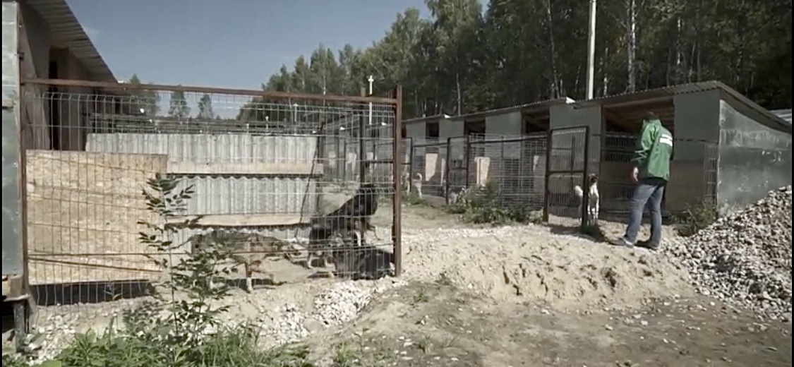 «ЗЕЛЁНЫЕ» предлагают ввести меры поддержки для тех, кто берёт животных из приютов «ЗЕЛЁНЫЕ» предлагают ввести меры поддержки для тех, кто берёт животных из приютов