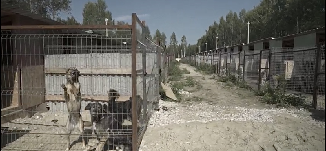 «ЗЕЛЁНЫЕ» предлагают ввести меры поддержки для тех, кто берёт животных из приютов «ЗЕЛЁНЫЕ» предлагают ввести меры поддержки для тех, кто берёт животных из приютов