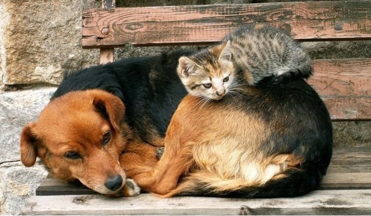 Пензенские «ЗЕЛЁНЫЕ» обсудили поправки в Закон об ответственном обращении с животными