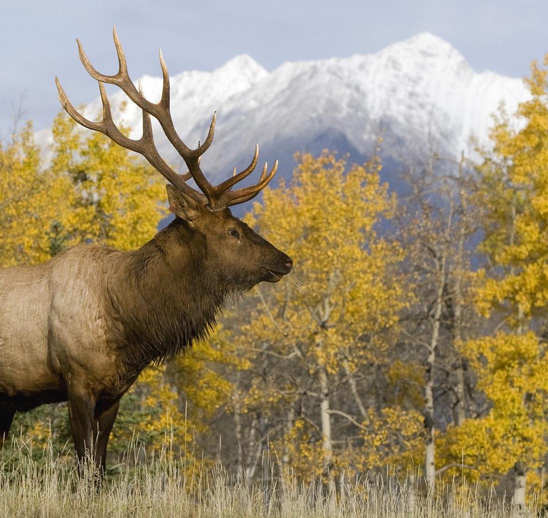 «ЗЕЛЁНЫЕ» требуют запретить охоту в Якутии на выживших после пожаров животных