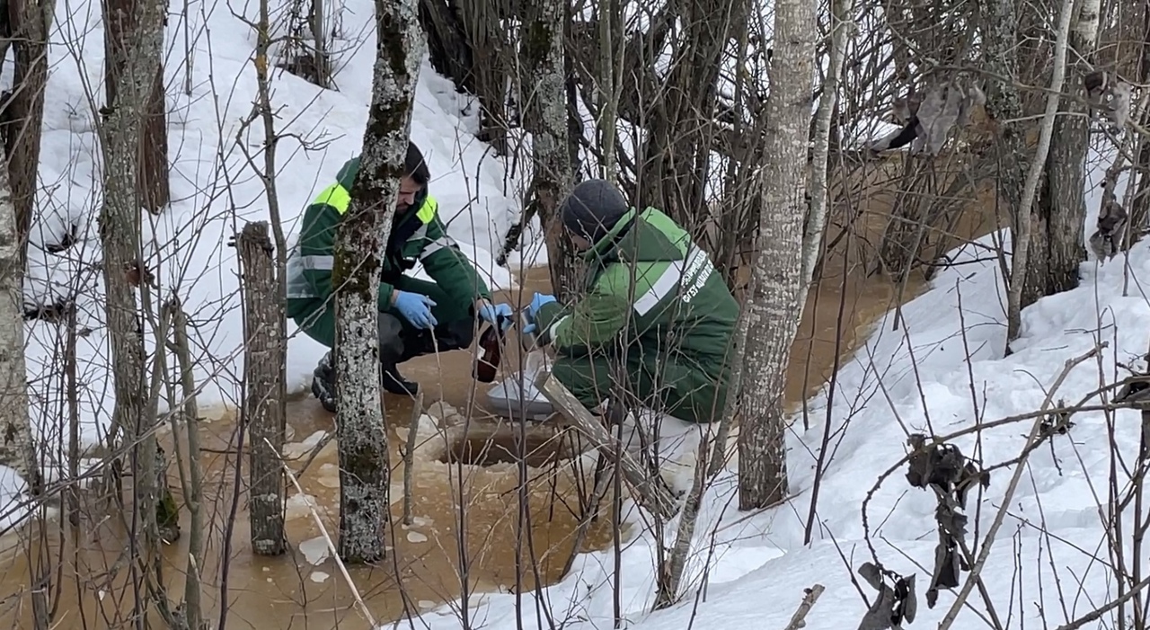 «ЗЕЛЁНЫЕ» Санкт-Петербурга взяли пробы воды из системы фонтанов Петергофа