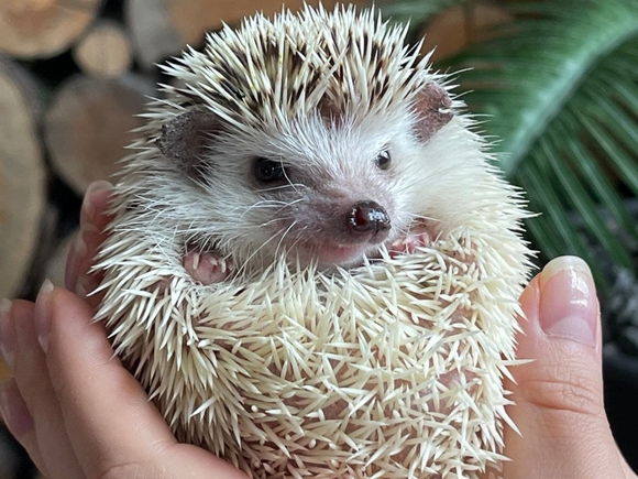 "Зелёные" запустили всероссийский флешмоб реальных дел «Зелёный счётчик»