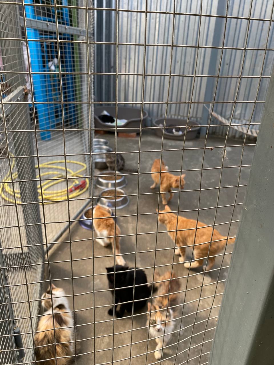 На «Зелёной субботе» жители Краснодара передали около 30 кг корма и подстилок бездомным животным в приют На «Зелёной субботе» жители Краснодара передали около 30 кг корма и подстилок бездомным животным в приют