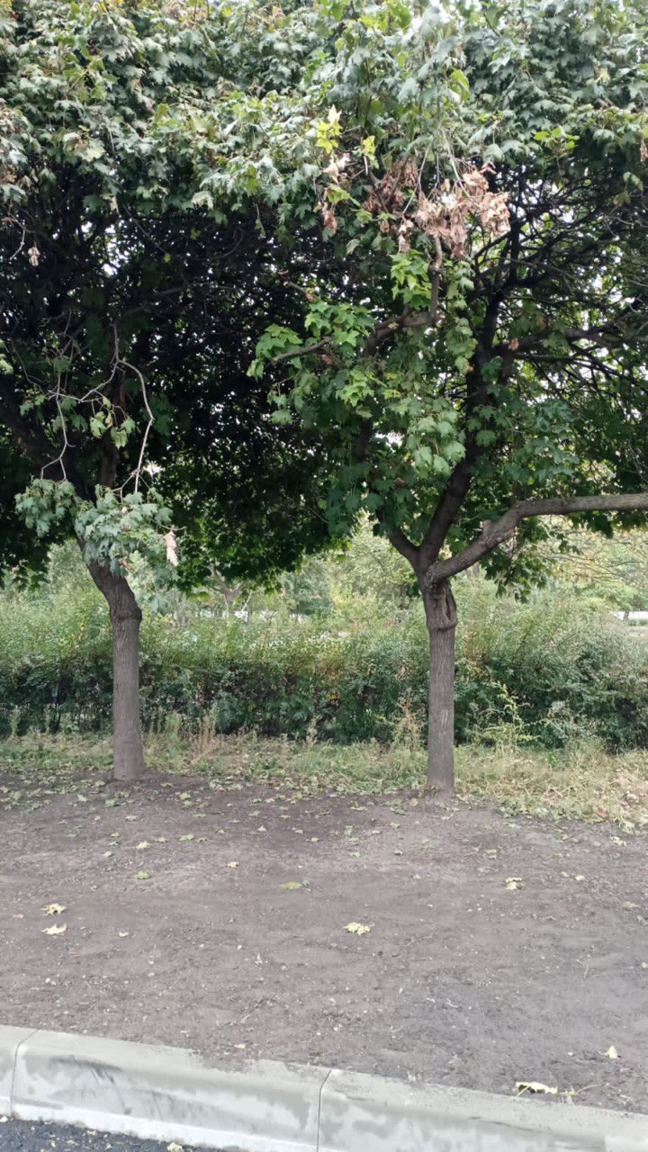 Белгородские «ЗЕЛЁНЫЕ» контролируют реконструкцию Центрального парка Белгородские «ЗЕЛЁНЫЕ» контролируют реконструкцию Центрального парка