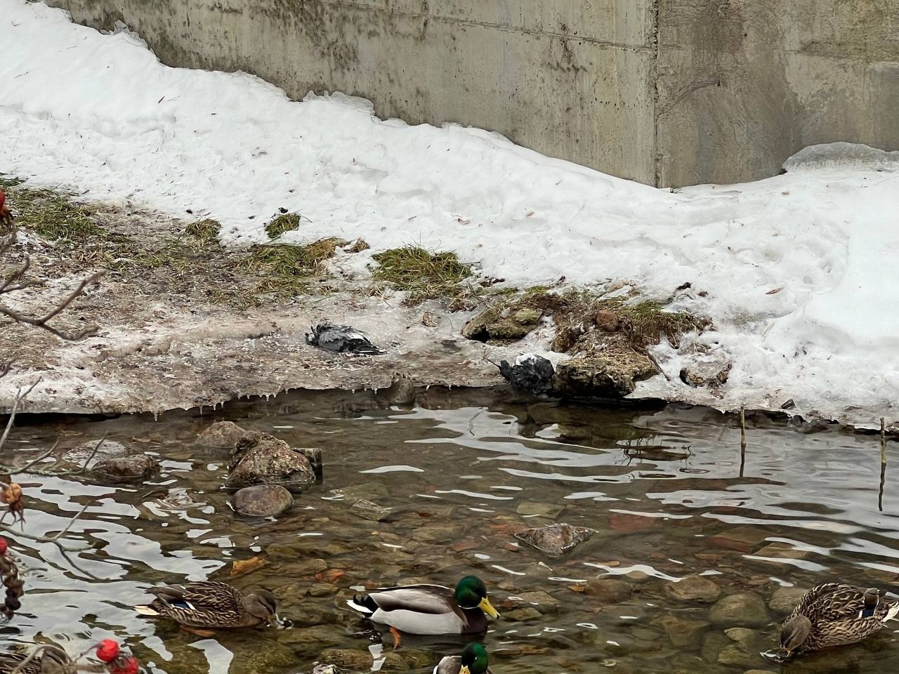 Питерские «ЗЕЛЁНЫЕ» обратились в прокуратуру с требованием остановить экологическую катастрофу, угрожающую Петергофу Питерские «ЗЕЛЁНЫЕ» обратились в прокуратуру с требованием остановить экологическую катастрофу, угрожающую Петергофу