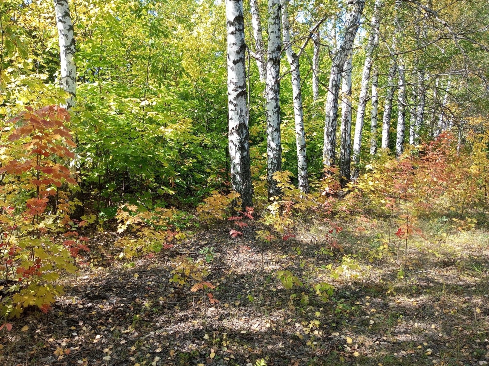 ЭЛЕКТРОГАЗЕТА.РФ: Зеленая Башкирия: какое будущее ждет республику ЭЛЕКТРОГАЗЕТА.РФ: Зеленая Башкирия: какое будущее ждет республику