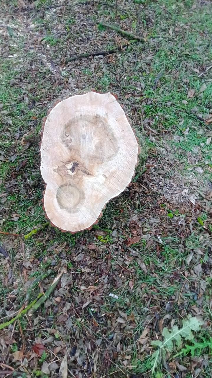 Ростовские «ЗЕЛЁНЫЕ» провели рейд в лесополосе посёлка Южный по факту вырубки деревьев Ростовские «ЗЕЛЁНЫЕ» провели рейд в лесополосе посёлка Южный по факту вырубки деревьев