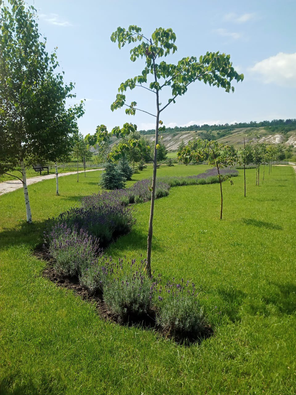 Белгородские «ЗЕЛЁНЫЕ» проверили лесные культуры Ровеньского района Белгородские «ЗЕЛЁНЫЕ» проверили лесные культуры Ровеньского района