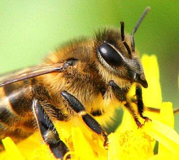 Андрей Нагибин: России грозит стать рынком сбыта самых опасных пестицидов