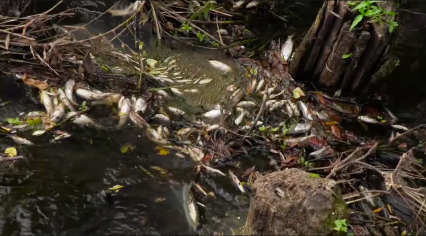 Новгородские «ЗЕЛЁНЫЕ» требуют привлечь виновных к ответственности за массовую гибель рыбы в р. Холова Новгородские «ЗЕЛЁНЫЕ» требуют привлечь виновных к ответственности за массовую гибель рыбы в р. Холова