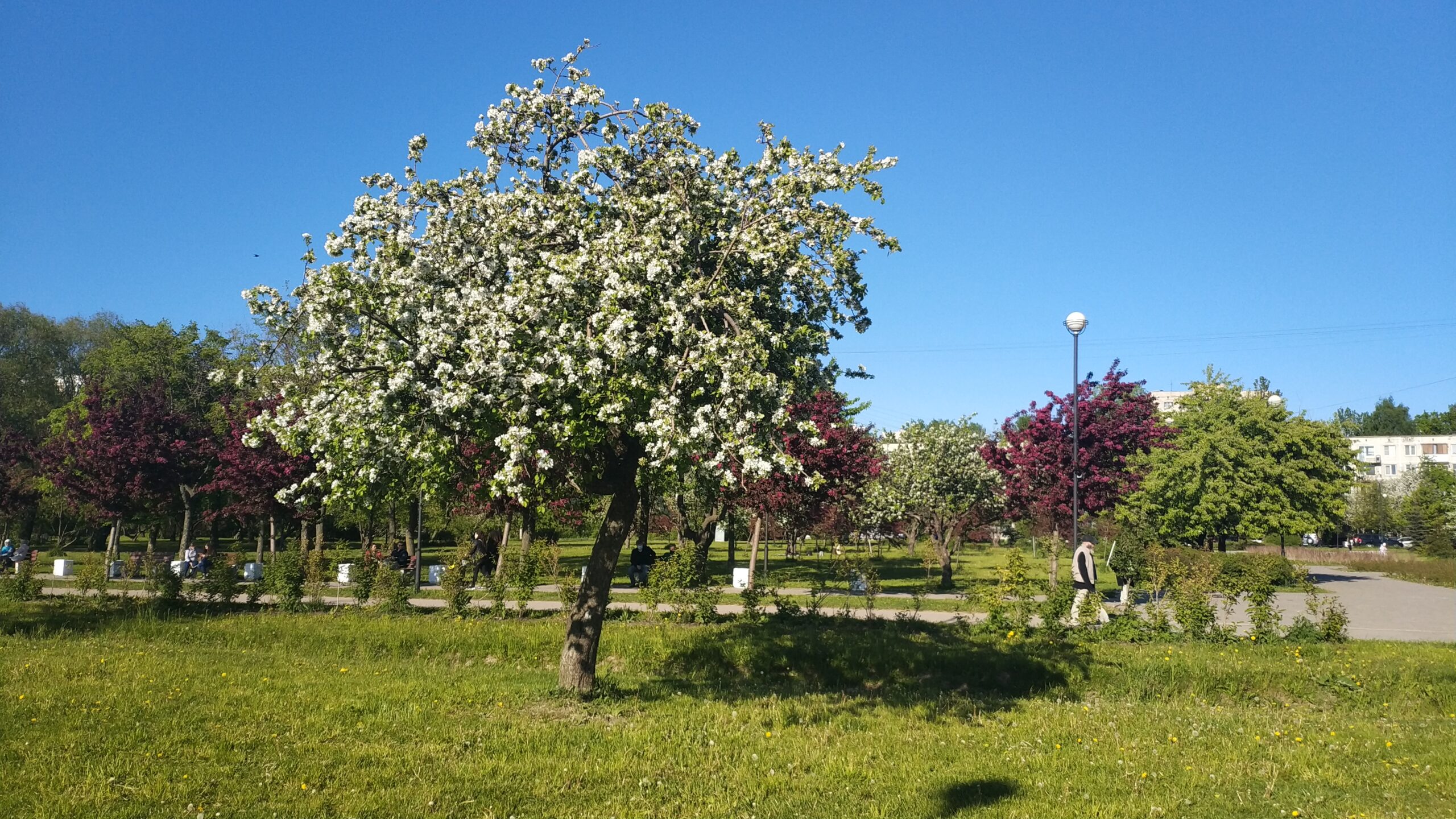 Белгородские «ЗЕЛЁНЫЕ» остановили незаконную вырубку яблоневого сада в селе Весёлая Лопань
