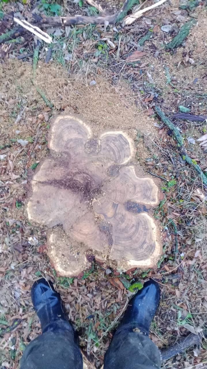 Ростовские «ЗЕЛЁНЫЕ» провели рейд в лесополосе посёлка Южный по факту вырубки деревьев Ростовские «ЗЕЛЁНЫЕ» провели рейд в лесополосе посёлка Южный по факту вырубки деревьев