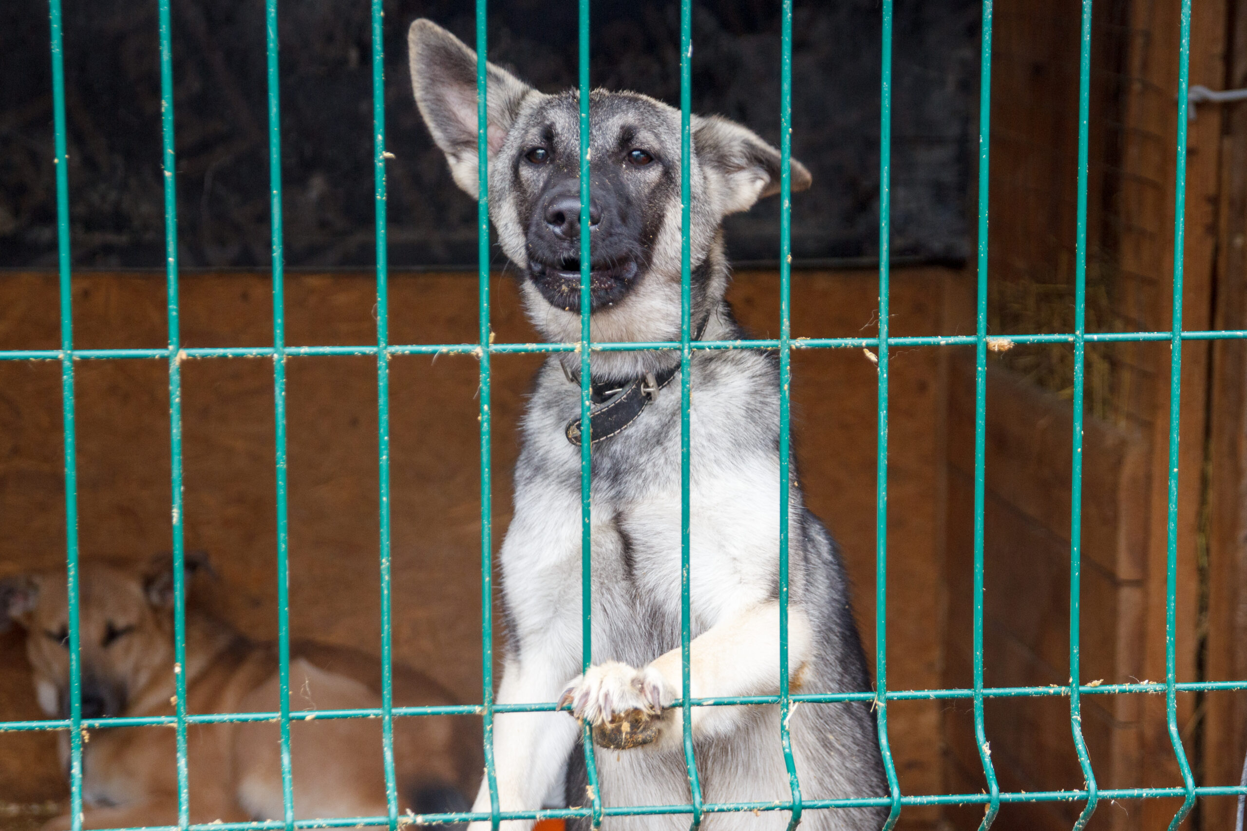 На «Зелёную субботу» жители Подмосковья принесли больше 100 кг корма для животных и даже ванну для ящерицы На «Зелёную субботу» жители Подмосковья принесли больше 100 кг корма для животных и даже ванну для ящерицы