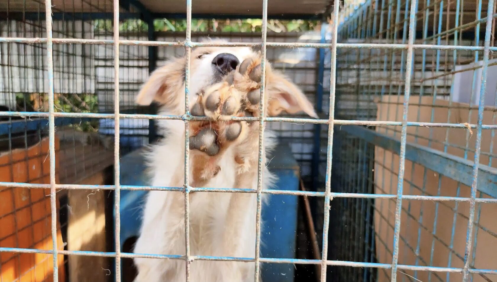 В Башкирии стартовал федеральный проект «Спасая животных, спасаем детей!» В Башкирии стартовал федеральный проект «Спасая животных, спасаем детей!»