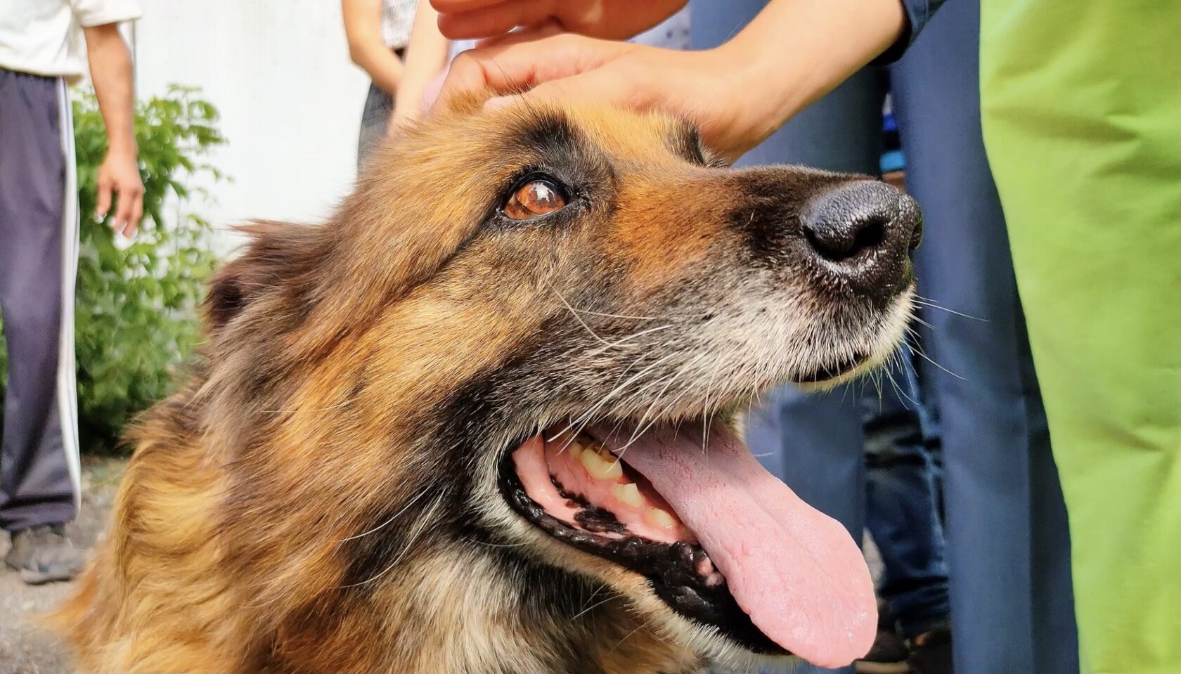 В Башкирии стартовал федеральный проект «Спасая животных, спасаем детей!»