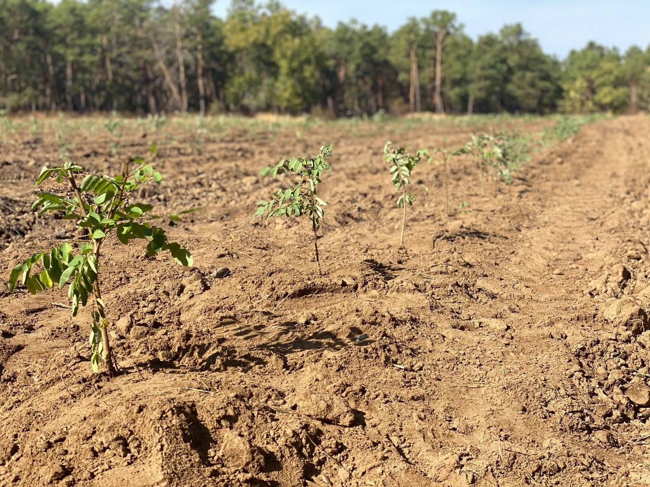«ЗЕЛЁНЫЕ» Волгограда посадили акации в Волгоградском лесничестве «ЗЕЛЁНЫЕ» Волгограда посадили акации в Волгоградском лесничестве