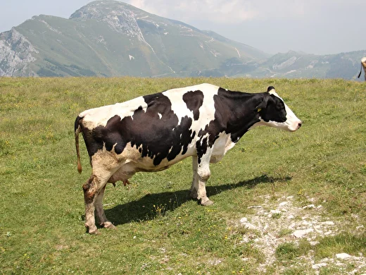 ТВК: Скотомогильник в лесу Сосновоборска