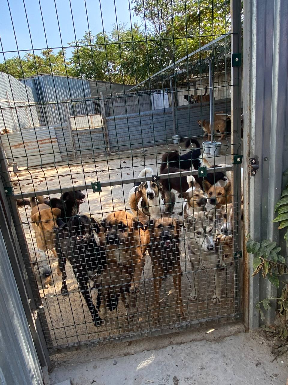 На «Зелёной субботе» жители Краснодара передали около 30 кг корма и подстилок бездомным животным в приют На «Зелёной субботе» жители Краснодара передали около 30 кг корма и подстилок бездомным животным в приют