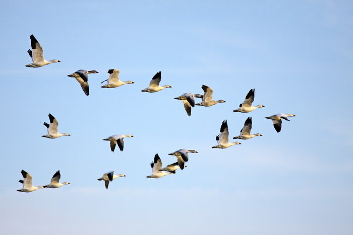 «ЗЕЛЁНЫЕ» поздравляют со Всемирным днем перелетных птиц