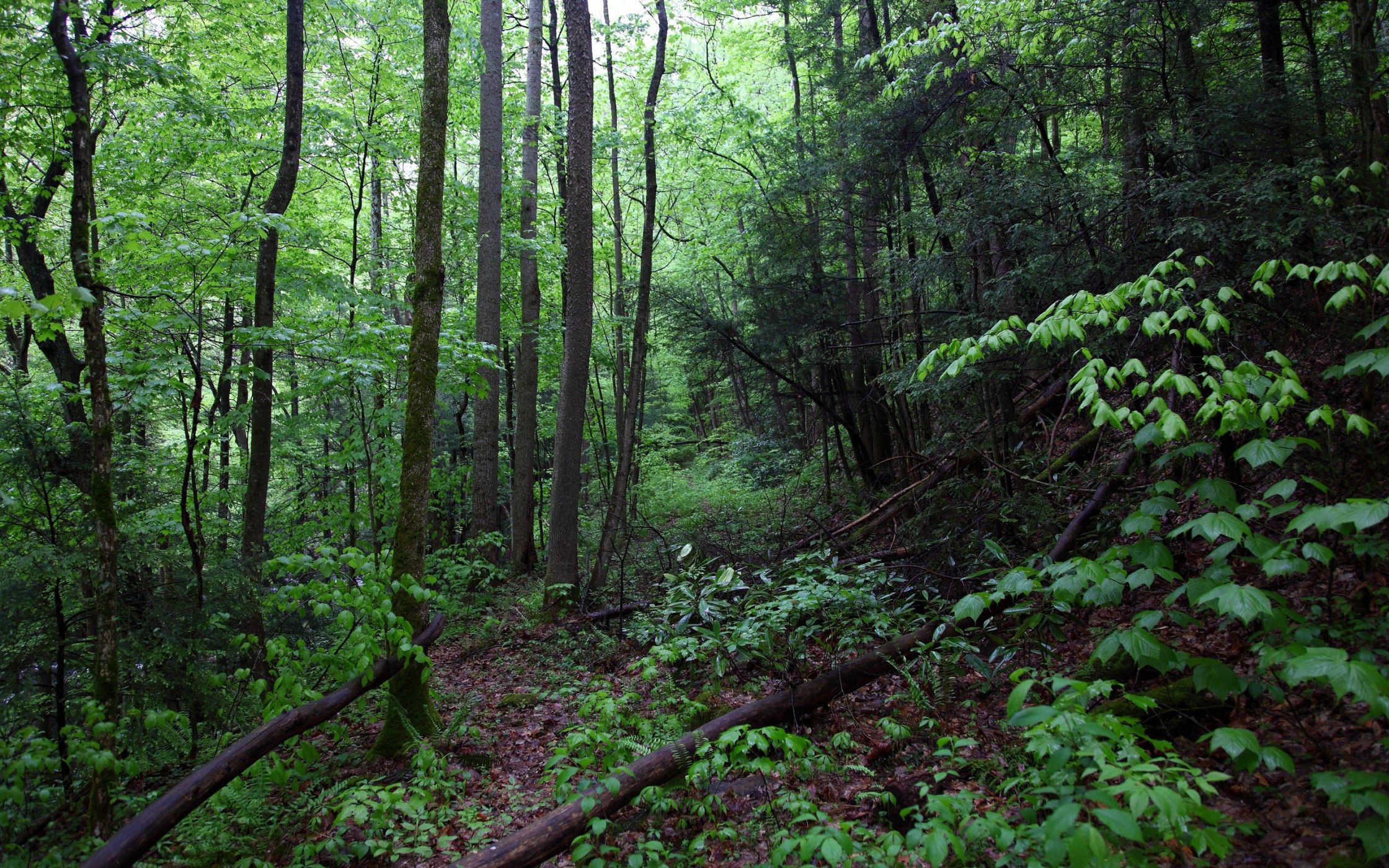 Александр Старцев призвал охранять самоподдерживающиеся природные экосистемы как главный залог устойчивого развития
