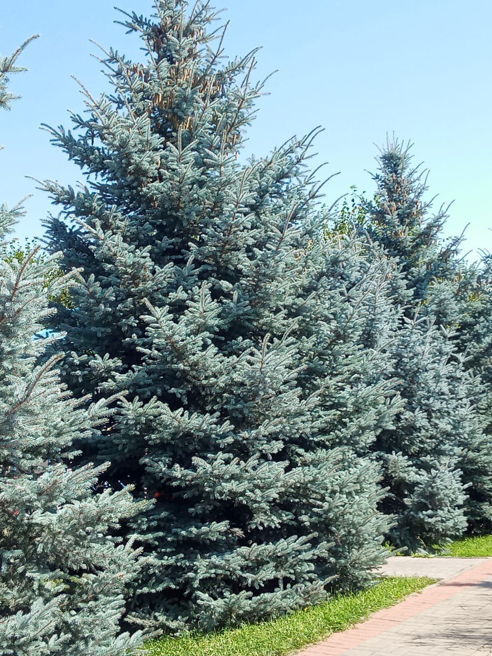 Белгородские «ЗЕЛЁНЫЕ» проверили лесные культуры Ровеньского района Белгородские «ЗЕЛЁНЫЕ» проверили лесные культуры Ровеньского района