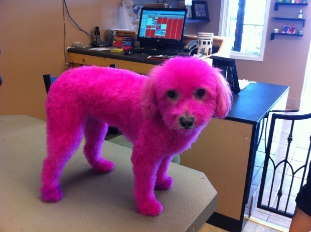 «ЗЕЛЁНЫЕ» против розовых хвостов «ЗЕЛЁНЫЕ» против розовых хвостов