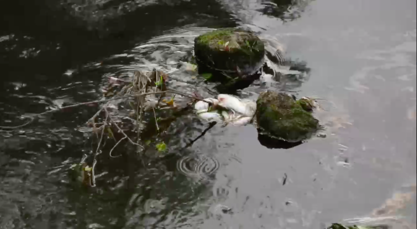 Новгородские «ЗЕЛЁНЫЕ» требуют привлечь виновных к ответственности за массовую гибель рыбы в р. Холова Новгородские «ЗЕЛЁНЫЕ» требуют привлечь виновных к ответственности за массовую гибель рыбы в р. Холова