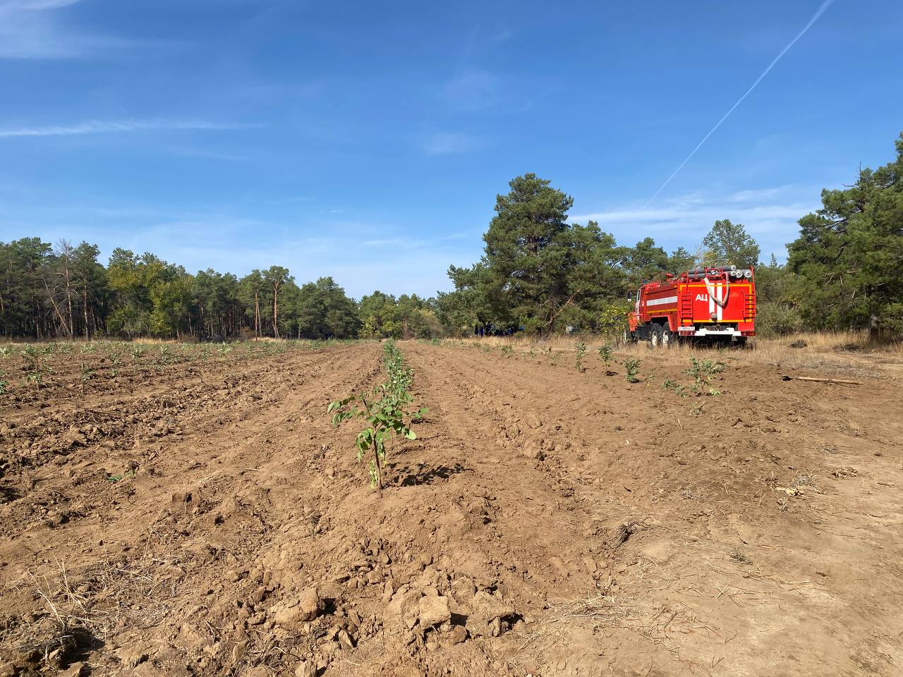 «ЗЕЛЁНЫЕ» Волгограда посадили акации в Волгоградском лесничестве «ЗЕЛЁНЫЕ» Волгограда посадили акации в Волгоградском лесничестве