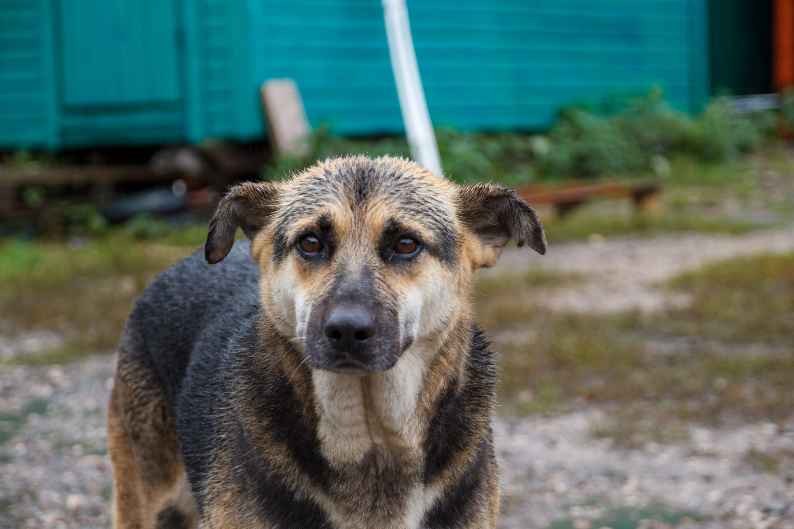 На «Зелёную субботу» жители Подмосковья принесли больше 100 кг корма для животных и даже ванну для ящерицы На «Зелёную субботу» жители Подмосковья принесли больше 100 кг корма для животных и даже ванну для ящерицы