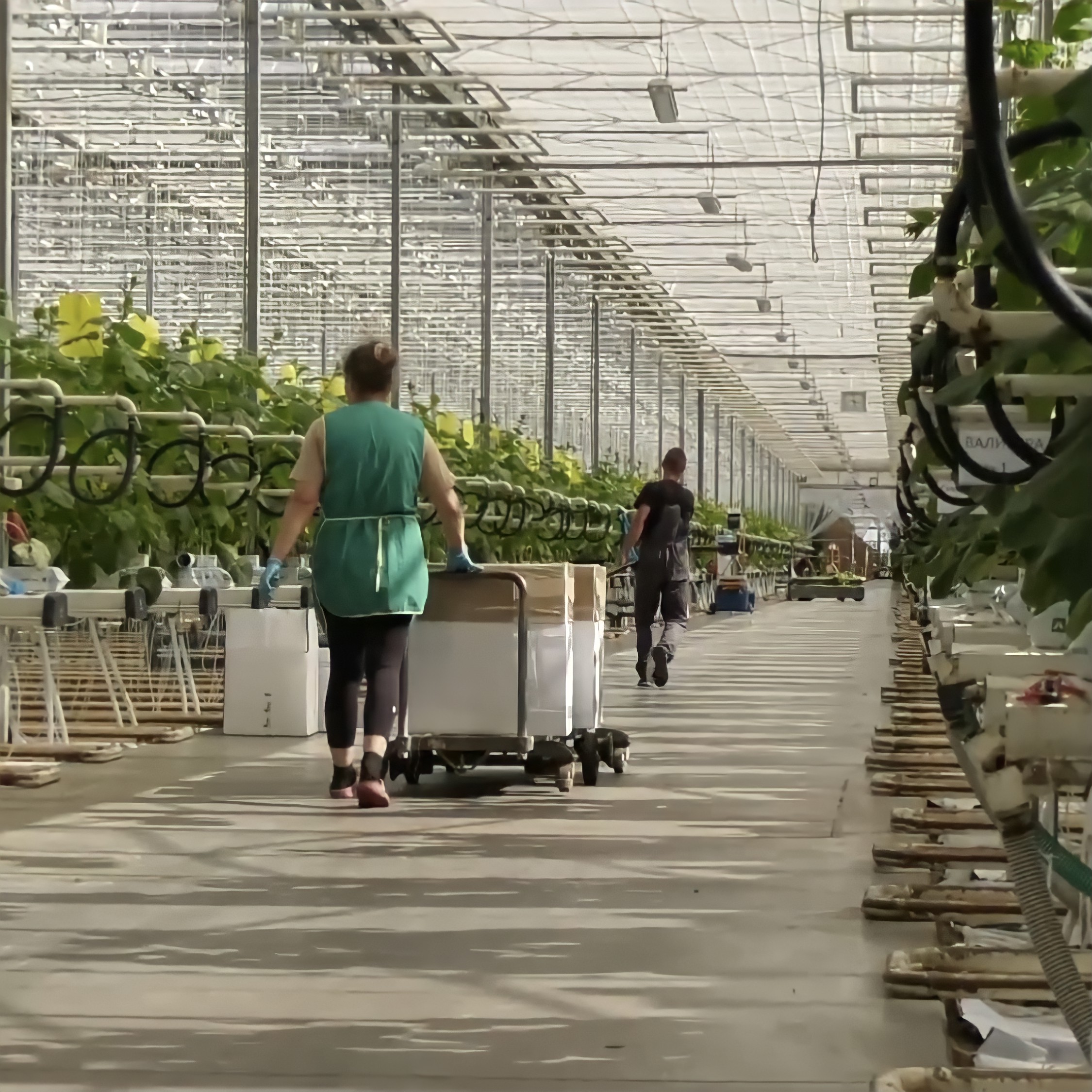 Экологическая продукция и производство: как в Лесной работает одно из самых экологически чистых производств региона