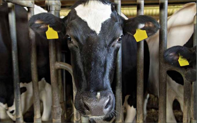 ТАСС: Партия "Зеленые" выступила против законопроекта об обращении с отходами животноводства ТАСС: Партия "Зеленые" выступила против законопроекта об обращении с отходами животноводства