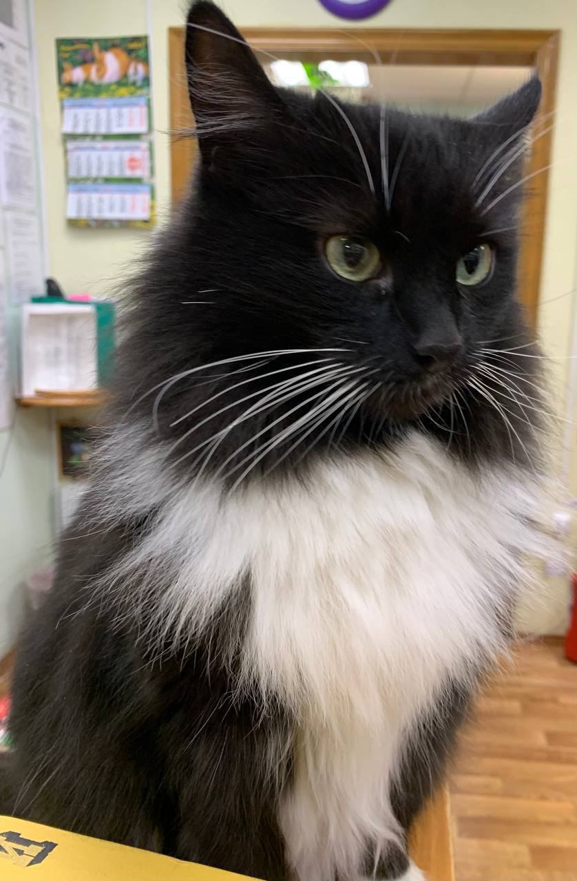 Департамент культуры Москвы VS ОАО «РЖД». Повторит ли кот Маркиз печальную судьбу кота Твикса?