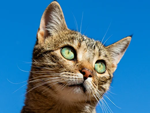 КОМСОМОЛЬСКАЯ ПРАВДА: Татарстан провёл «Зелёную эстафету» в Зеленодольске