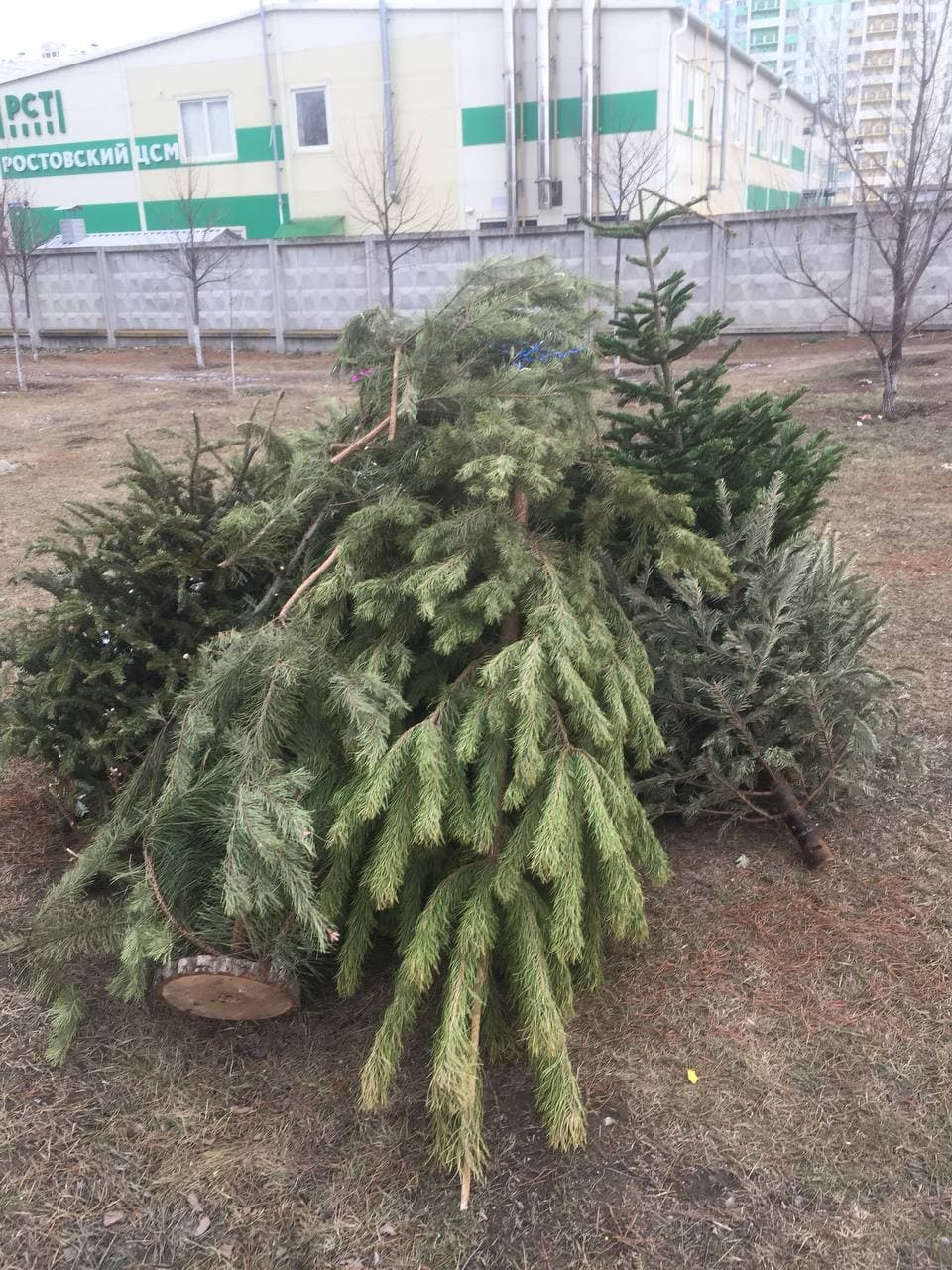 В Ростове «ЗЕЛЁНЫЕ» собрали новогодние ёлки на переработку В Ростове «ЗЕЛЁНЫЕ» собрали новогодние ёлки на переработку