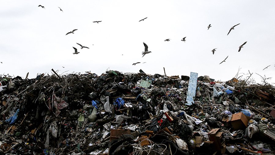 Депутат Заксобрания Красноярского края Ирина Иванова: Нелегальную свалку — скотомогильник в Красноярске нужно срочно ликвидировать