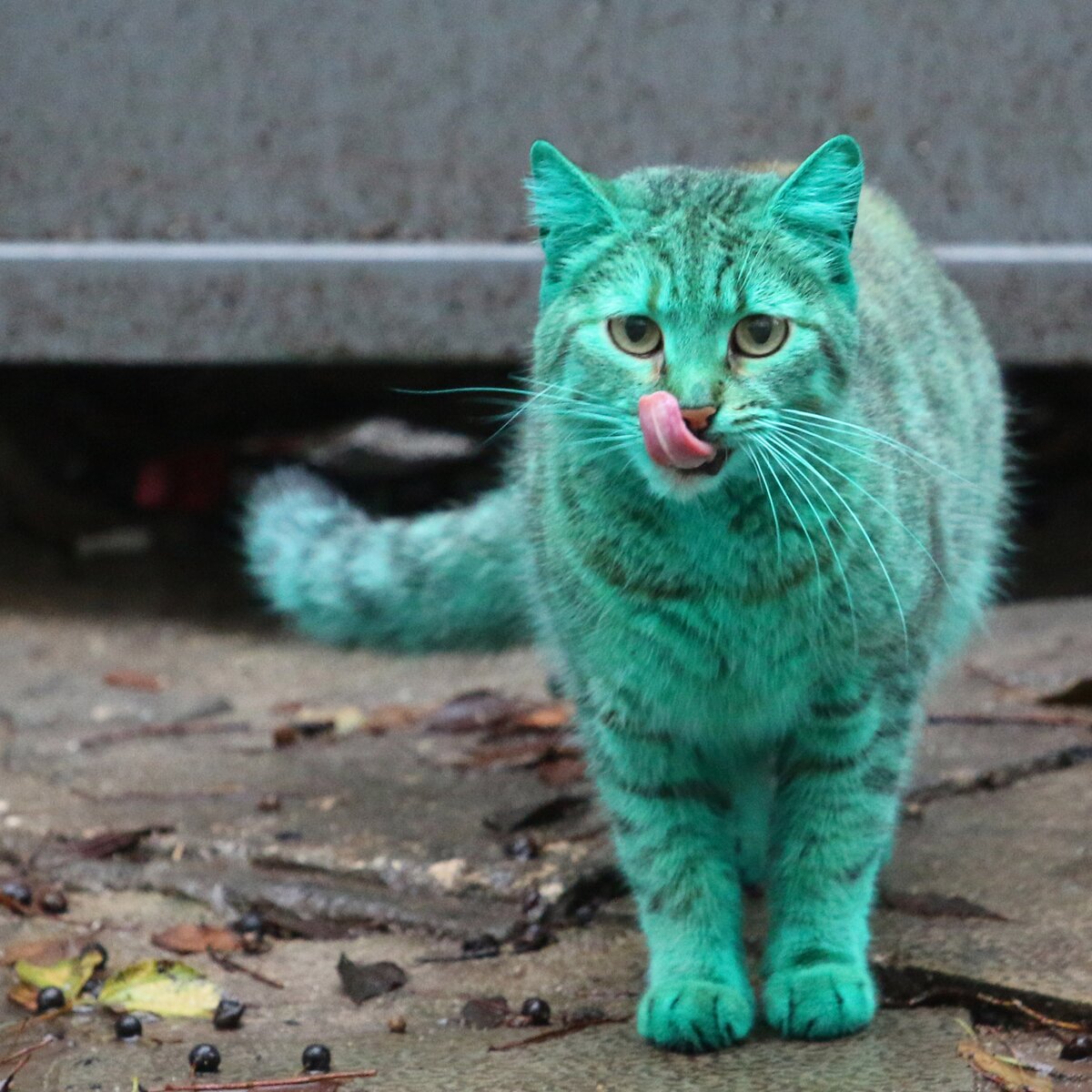 «ЗЕЛЁНЫЕ» против розовых хвостов «ЗЕЛЁНЫЕ» против розовых хвостов