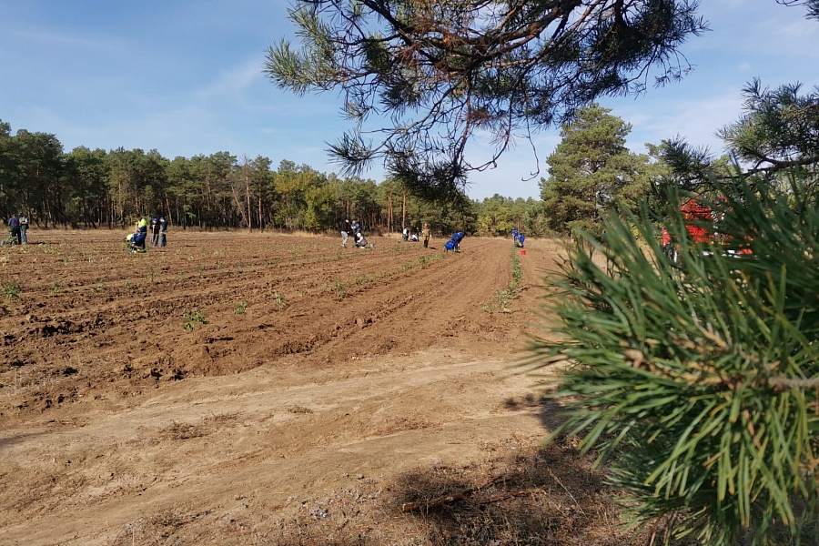 «ЗЕЛЁНЫЕ» Волгограда посадили акации в Волгоградском лесничестве «ЗЕЛЁНЫЕ» Волгограда посадили акации в Волгоградском лесничестве