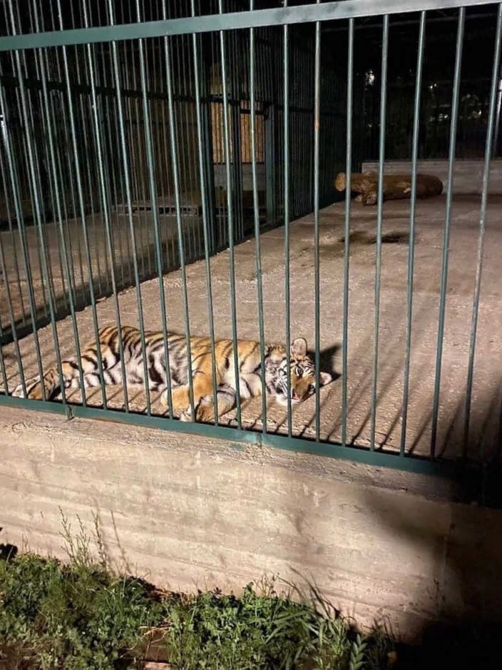 Самарские «ЗЕЛЁНЫЕ» добились установки тента для животных из турбазы