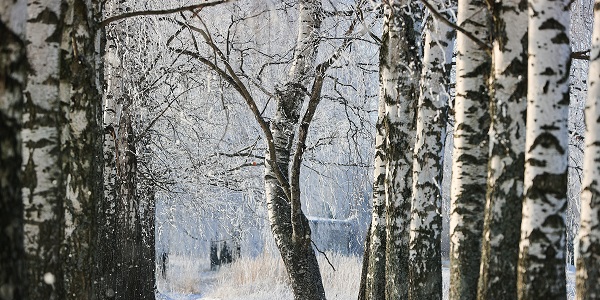 ЭКОдайджест «ЗЕЛЁНЫХ». События экологии прошедшей недели