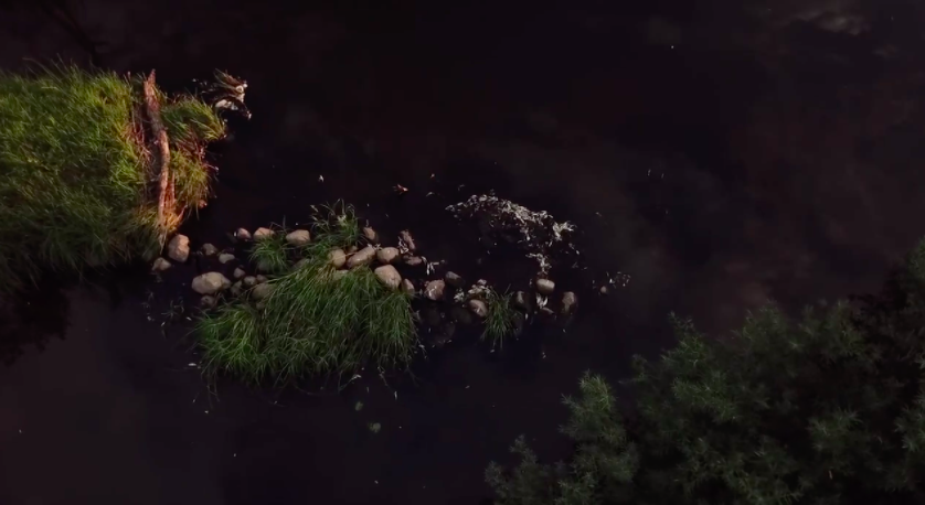 Новгородские «ЗЕЛЁНЫЕ» требуют привлечь виновных к ответственности за массовую гибель рыбы в р. Холова