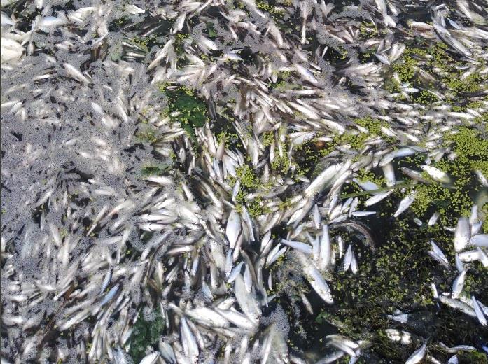 Самарские «ЗЕЛЁНЫЕ» требуют модернизировать очистные и перерабатывать сине-зелёные водоросли, чтобы прекратить замор рыбы