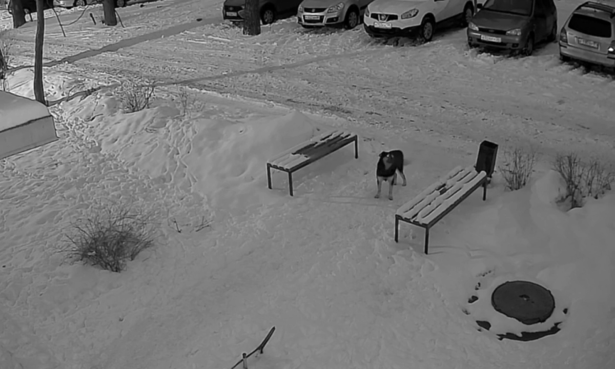 Российские «ЗЕЛЁНЫЕ» призвали наказать виновных в убийстве собаки в Семилуках