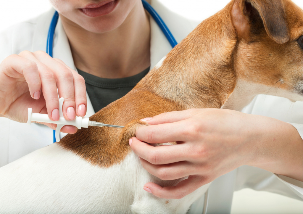 «ЗЕЛЁНЫЕ»: «Закон Бурматова» не работает. Партия требует доработать закон о домашних животных