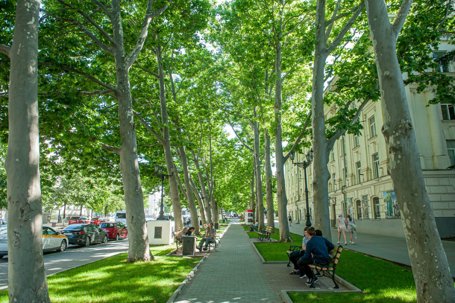 РОССИЙСКАЯ ГАЗЕТА: В партии "Зеленые" предложили ввести паспорта для городских деревьев РОССИЙСКАЯ ГАЗЕТА: В партии "Зеленые" предложили ввести паспорта для городских деревьев