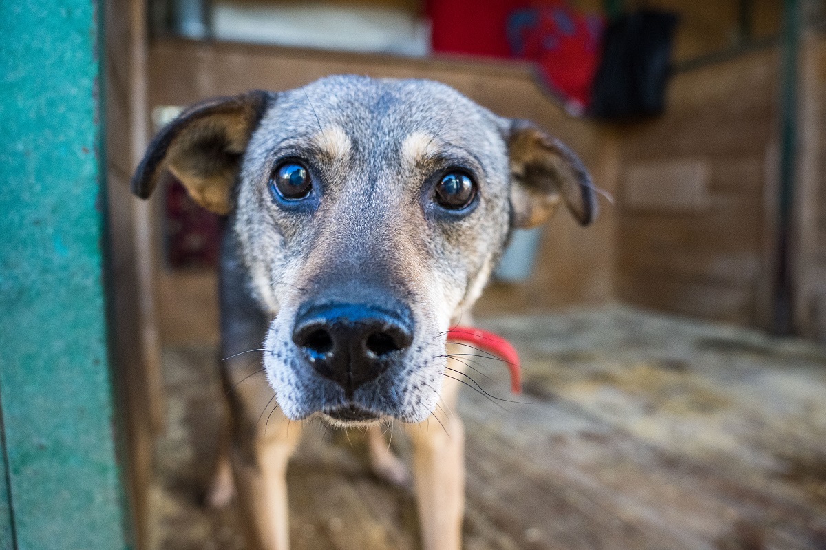 Сергей Шахматов о решении проблем бродячих животных