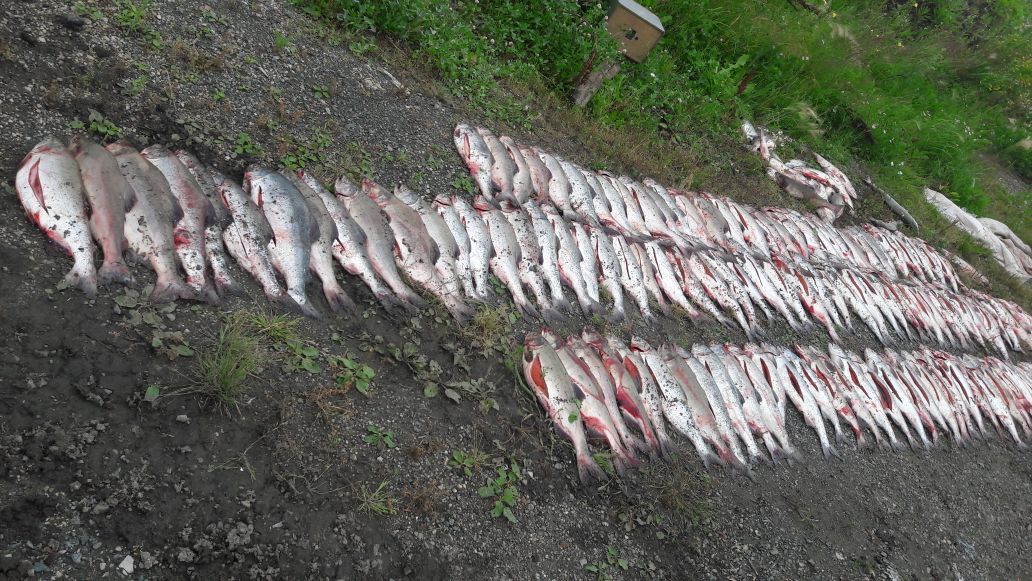 «ЗЕЛЁНЫЕ»: еще немного и Россия останется без красной рыбы!